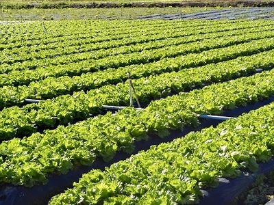 Ibiúna aparece como 2º maior produtor de alface do Brasil na primeira medição do IBGE